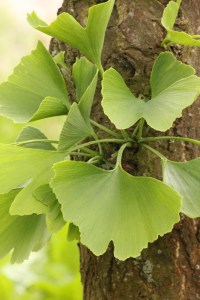 Ginko